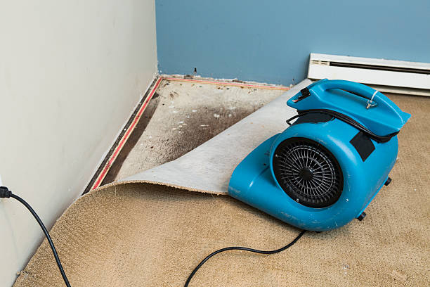 Best Basement water damage restoration  in Arcadia, SC